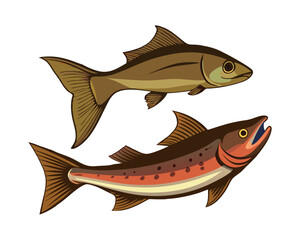 Salmon fish illustration  - cut out vector icon