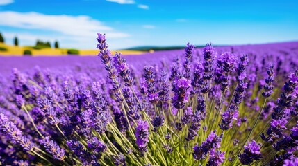 Naklejka premium aromatherapy essential oil plant