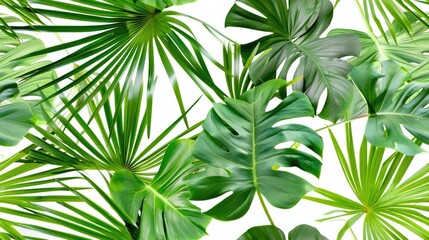 green palm leaves 