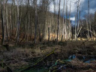 Pomorski krajobraz © Robert