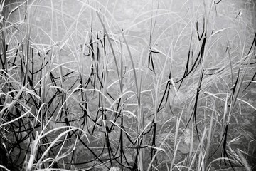 Weed growing in lake, Storkensohn, Haut Rhin, Grand Est, France, Europe