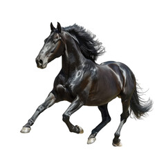 Obraz premium Black stallion walking horse isolated on transparent background cutout PNG