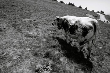 Holstein cow, Storkensohn, Haut Rhin, Grand Est, France, Europe