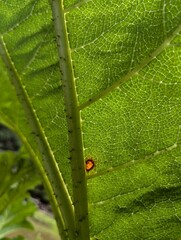 Leave background green plant texture