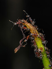 Macro shot sowing some ants protecting and collecting honey dew from aphids on a plant stalk