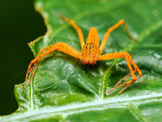 Image of lynx spider on the green leaf. Beautiful spider orange., Insect. Animal.