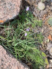 green moss on the ground