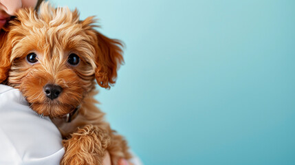 Veterinarian doctor holding brown curly Maltipoo puppy in a veterinary clinic on blue background. Medicine, pet care, health care. Veterinary care. Veterinary medicine concept. Banner. Copy space.