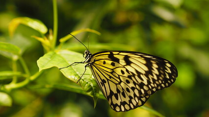 Papilio