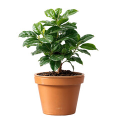 Obraz premium Variety of Anemone Flowers in Pots Isolated on White Background