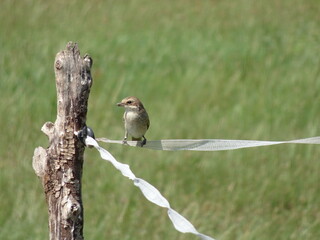 A grey sparrow balancing on the line