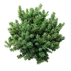 Fototapeta premium Potted Anemone Flowers Collection on White Background