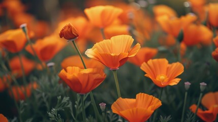 Obraz premium A vibrant field of orange flowers with green stems, perfect for adding a pop of color to your design