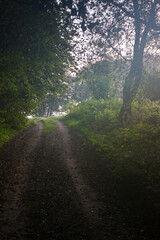 Obraz premium Zamglona polna droga