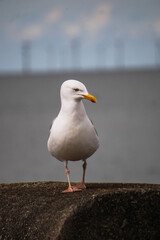 new Brighton seagull 