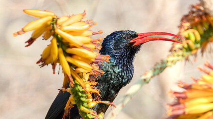 a green wood hoopoe feeding on the nectar of an aloe flower © Jurgens