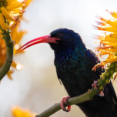 a green wood hoopoe feeding on the nectar of an aloe flower