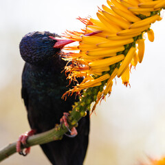 a green wood hoopoe feeding on the nectar of an aloe flower