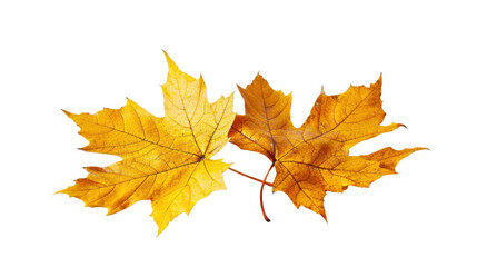 Fototapeta premium Autumn leaves on transparent background