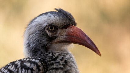 a portrait of a red billed hornbill