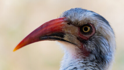 a portrait of a red billed hornbill