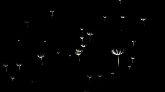 lpha Beautiful dandelion seeds flying