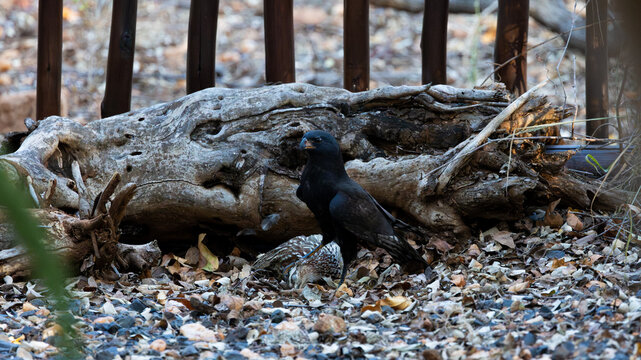 a melanistic morph gabar goshawk with its prey a crested francolin