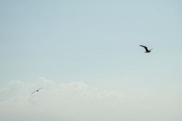 Two seagulls in flight against the background of clouds and sky