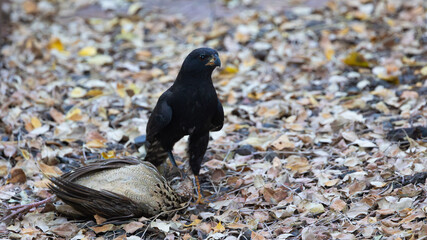 a melanistic morph gabar goshawk with its prey a crested francolin