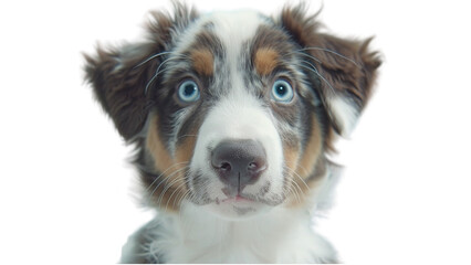 Fototapeta premium A cute dog with blue eyes and brown and white fur. The dog is looking at the camera