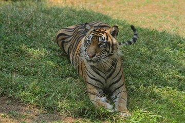 A Sumatran tiger resting in the grass during the day
