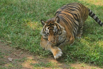 A Sumatran tiger resting in the grass during the day