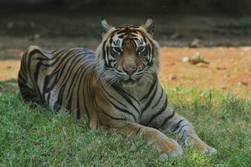 A Sumatran tiger resting in the grass during the day