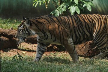 A Sumatran tiger walks around watching the area during the day
