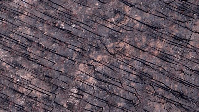 Burnt coniferous forest with charred trees view from above