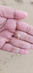baby crab in the hand on the beach