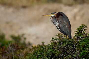 Purpurreiher // Purple heron (Ardea purpurea) - Insel Milos, Griechenland