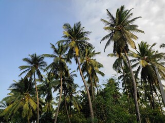 Naklejka premium Coconut trees and blue sky