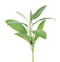 Fresh sage twig isolated on white background. Salvia Officinalis leaves. Medicinal and culinary herb. Clipping path.