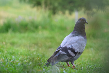 The large bird genus Columba comprises a group of medium to large stout-bodied pigeons, often referred to as the typical pigeons.