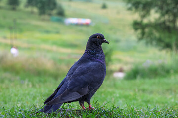 The large bird genus Columba comprises a group of medium to large stout-bodied pigeons, often referred to as the typical pigeons.