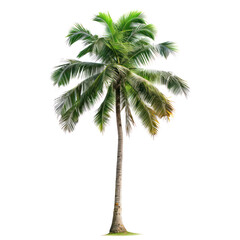 coconut tree isolate on transparent background