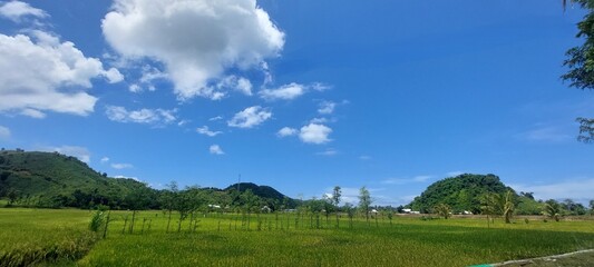 Fototapeta premium landscape of green hills and green rice fields in the countryside