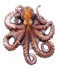 Obraz premium Close up of a detailed orange octopus tentacle on a white background