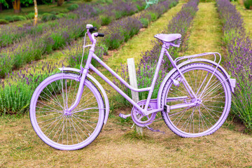 Large beautiful lavender fields with a purple retro bike for romantic photo zones. Clean environment concept of ecological gardening.