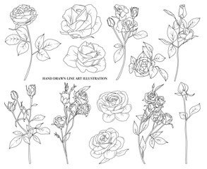 Line drawing rose flowers branch with leaves and buds, hand drawn vector line art illustration 