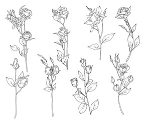 Line drawing rose flowers branch with leaves and buds, hand drawn vector line art illustration 