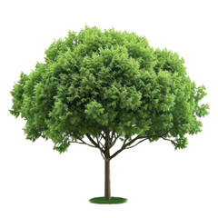 tall tree isolate transparent background