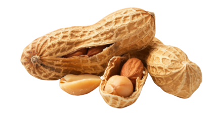 Dried peanuts in peel on transparent background
