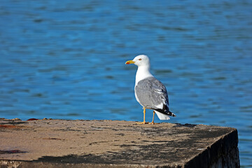 A seagull sits on the shore